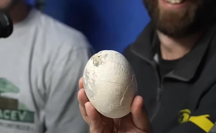 Científicos del Conicet hallaron un nido de huevos de un dinosaurio carnívoro y lo mostraron en vivo por streaming