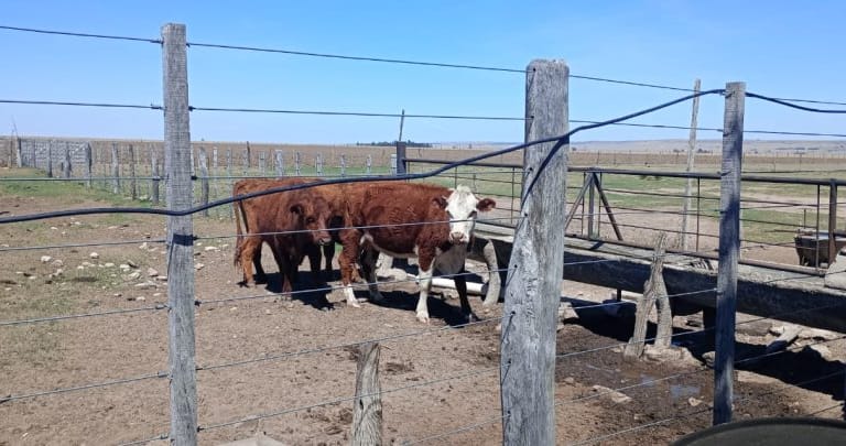 Continúa la campaña sanitaria para pequeños productores rurales