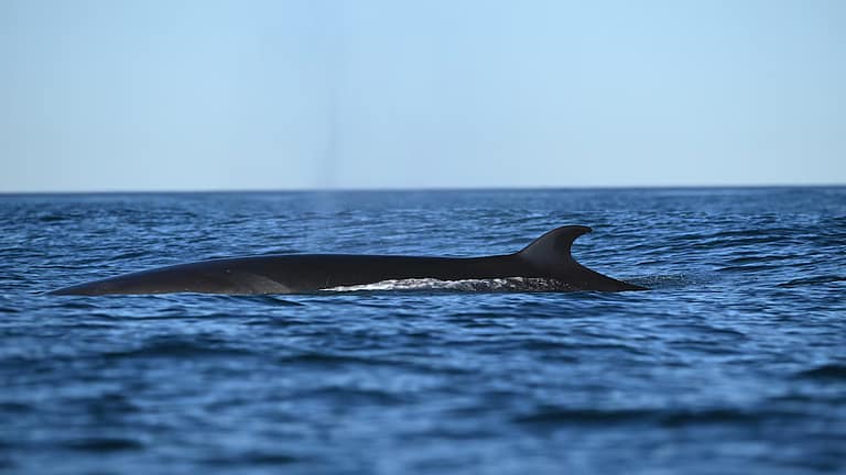 Encontraron dos ballenas muertas en pocos días: qué dicen los expertos sobre los hallazgos en el Río de la Plata