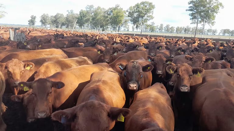 Revolución digital en el campo: la ganadería del futuro se prueba en Río Cuarto