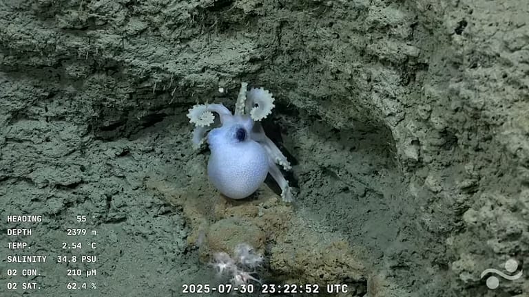 Una Expedicion sin precedentes: Cientificos Argentinos e Internacionales exploran el cañon submarino de Mar del Plata